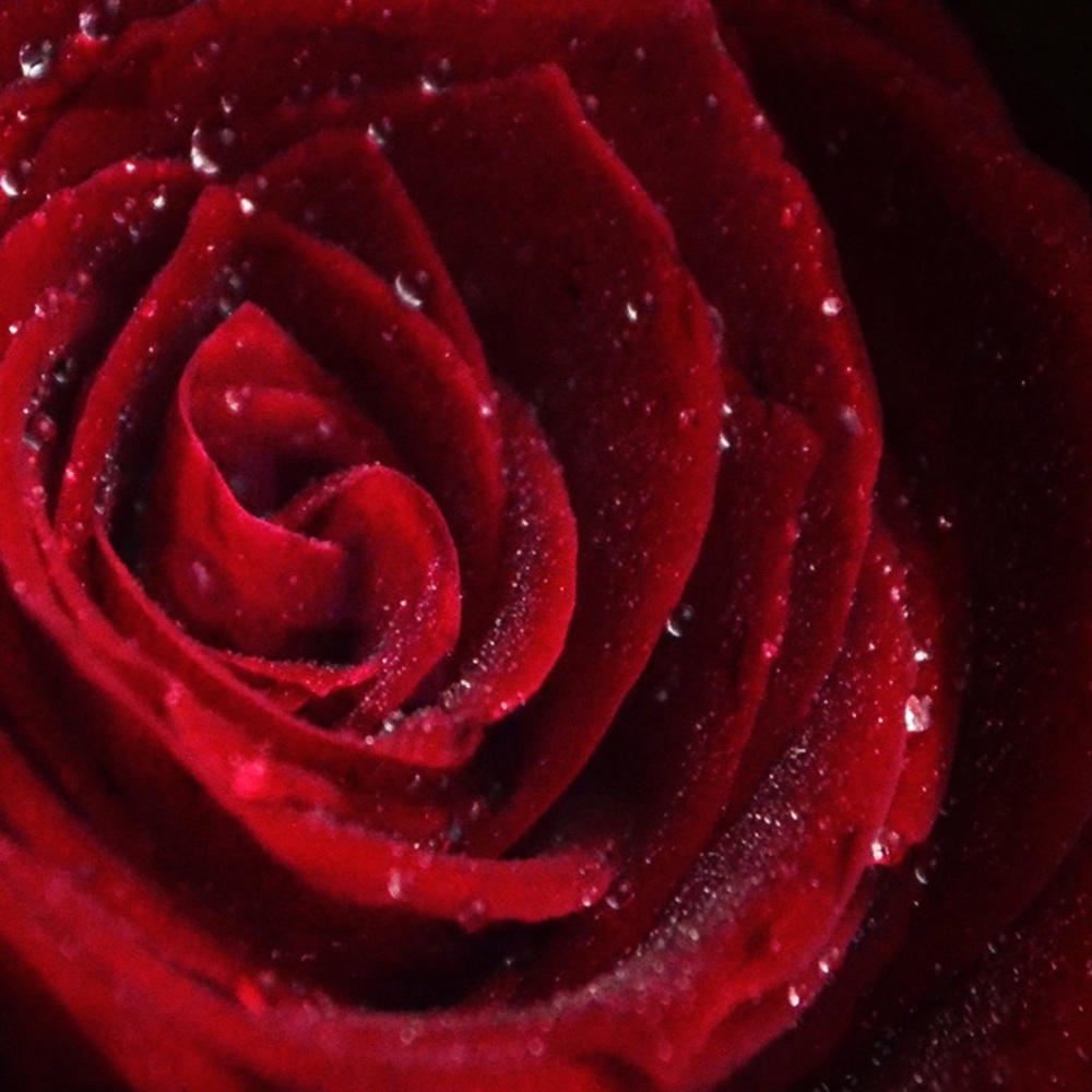 Meet your Posher, Lesya